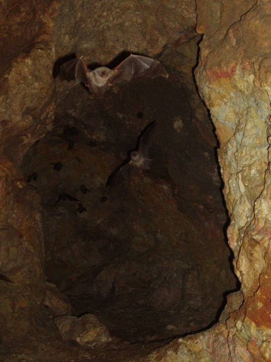 Galería Cavidad